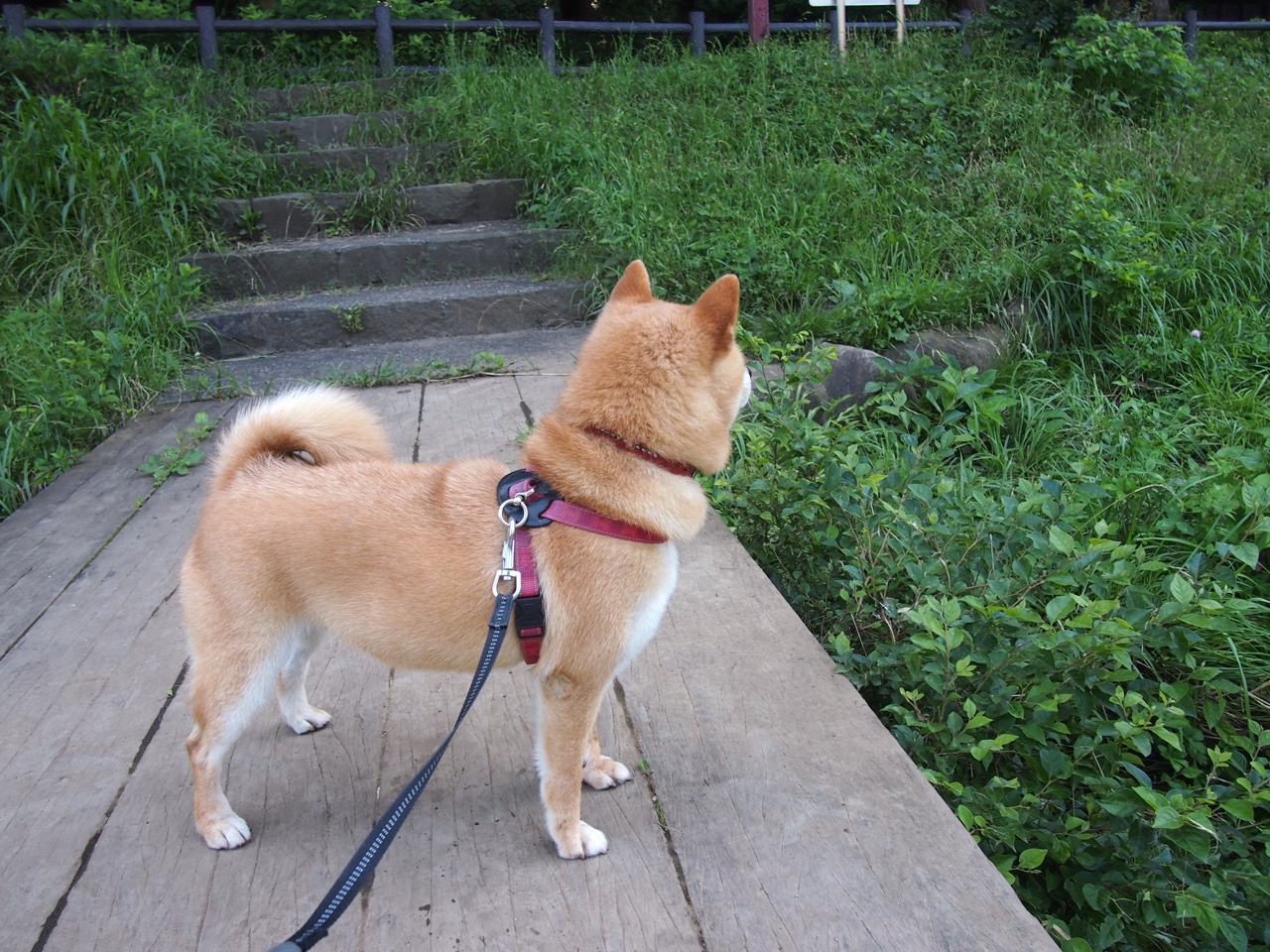 _全民冲刺:大型城市短跑挑战赛火热开启_,短跑决赛视频