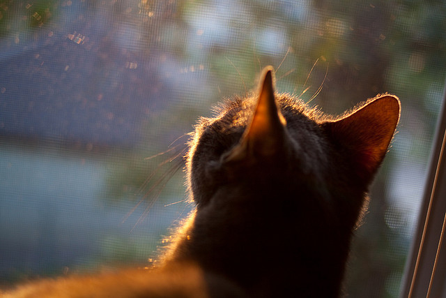 “中国足球青训机构迎来政策支持,发展进入快车道”,中国足球青训营
