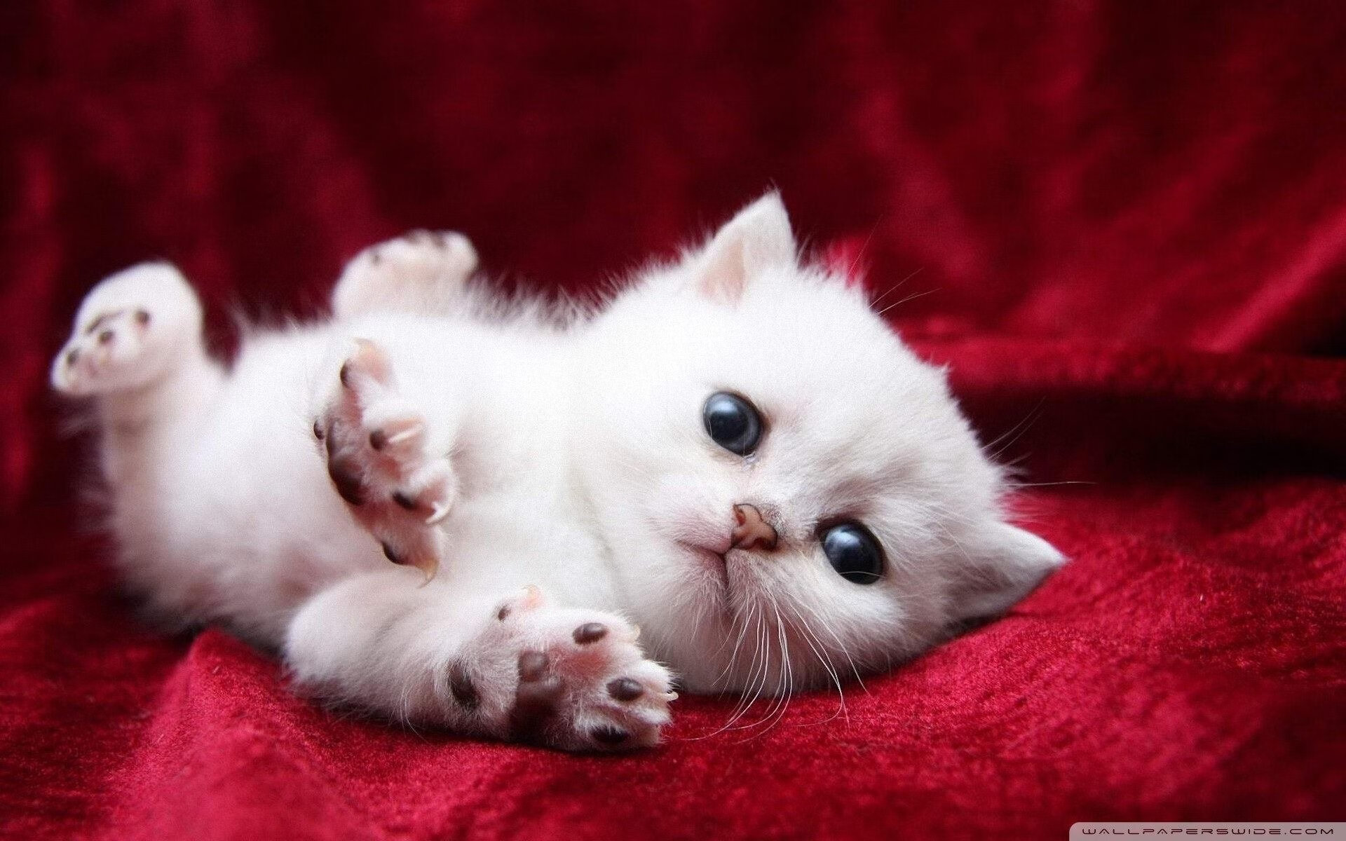 九游网游官网-史上最年轻“欧冠进球王”首次登场，最年轻的欧冠夺冠球队