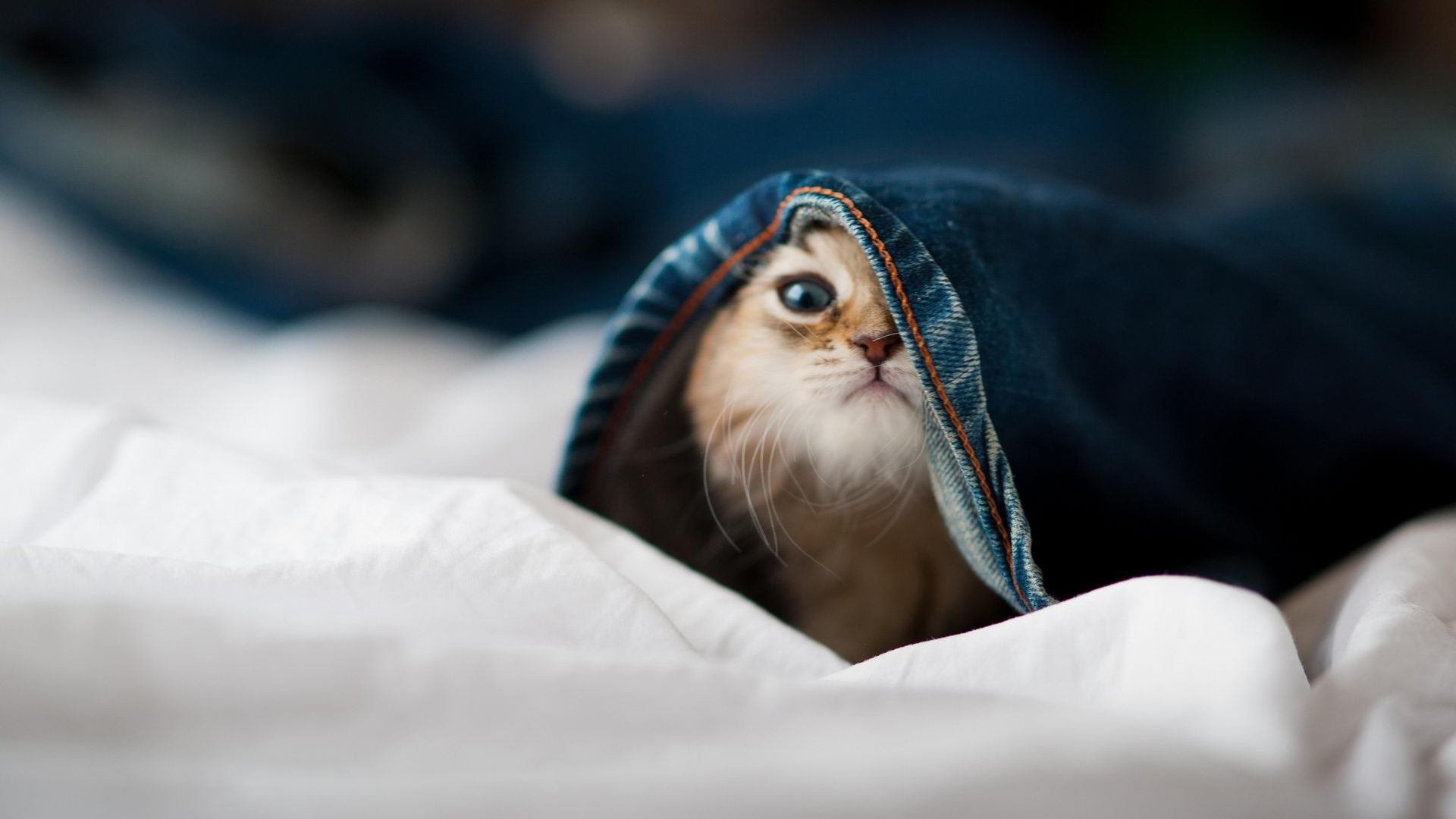 九游游戏中心-球员个人品牌发展：从篮球明星到全球偶像，篮球明星品牌标志