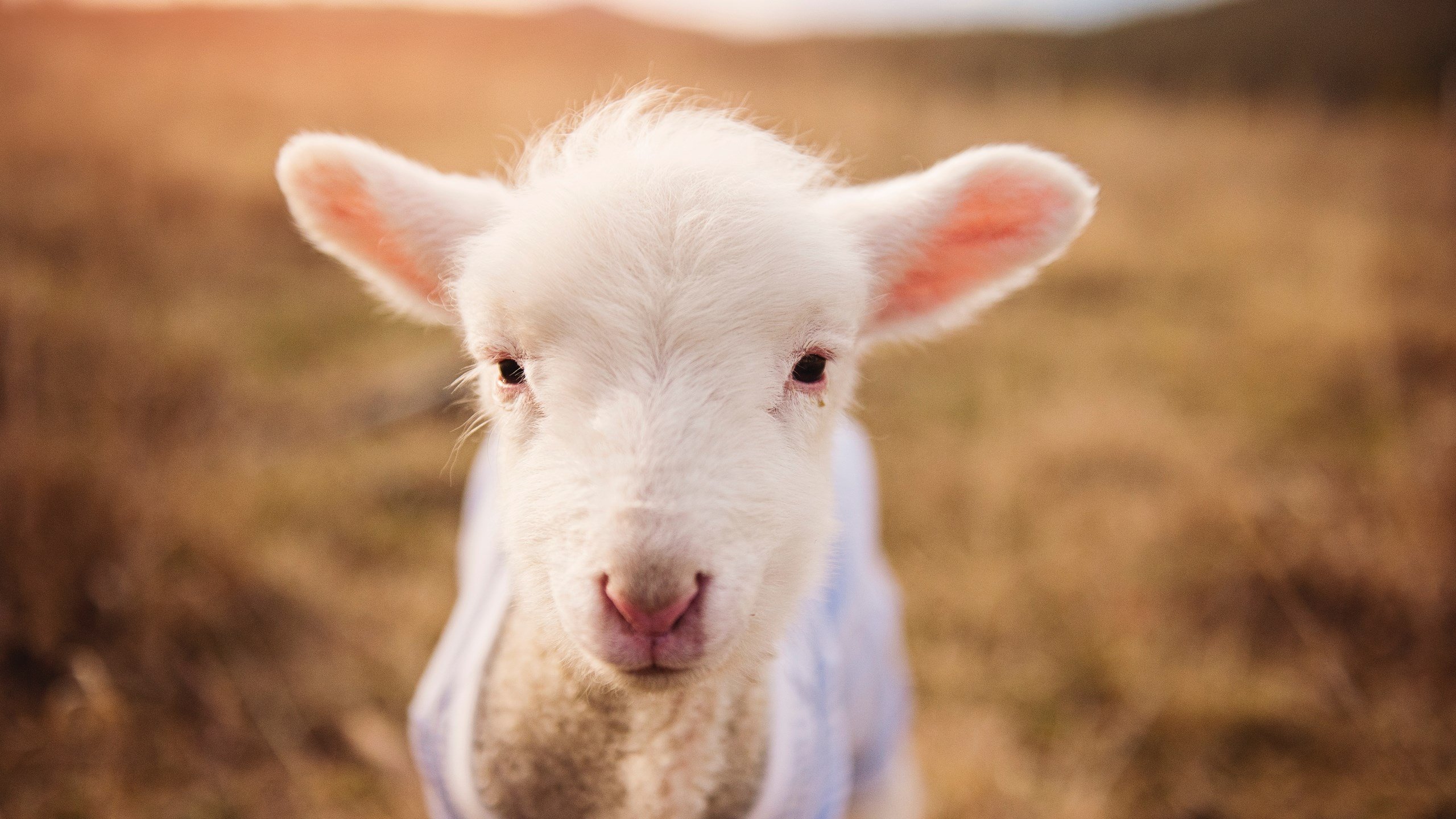 电竞与健康:如何科学合理地进行电竞训练,电竞训练方法