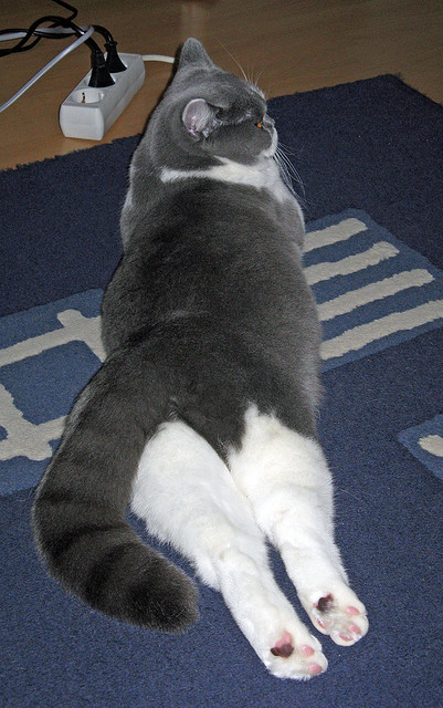 罗马俱乐部冷门获胜,球迷欢呼不止,罗马俱乐部最新引援消息