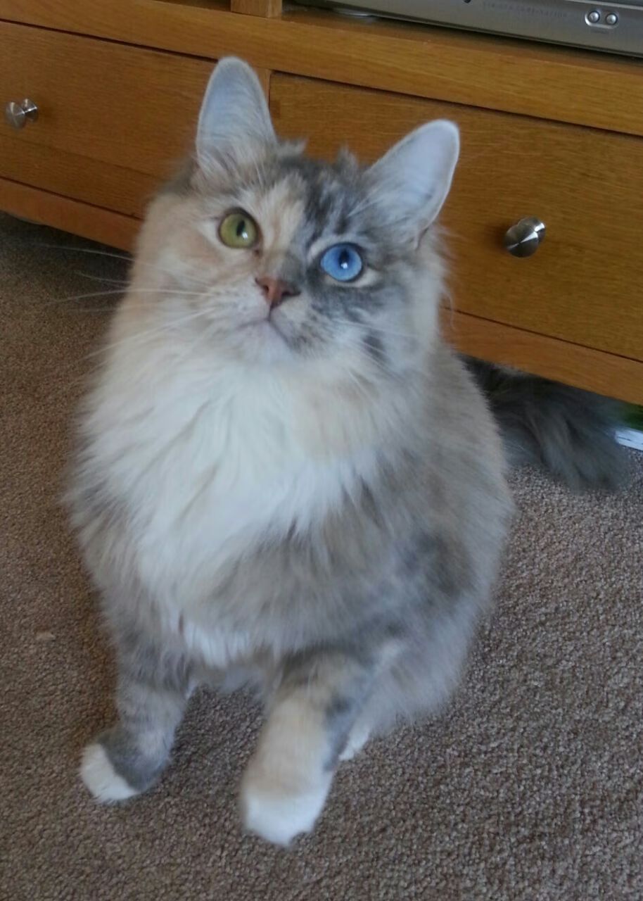 德甲球队集成AI视频分析系统定位中后场传接失误规律，德甲转播技术