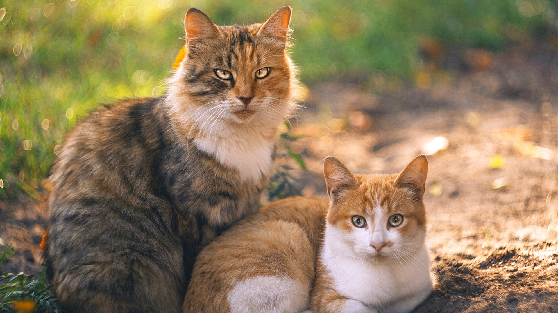 职业体育俱乐部社会责任报告评估标准研究,简述职业体育俱乐部的经营内容