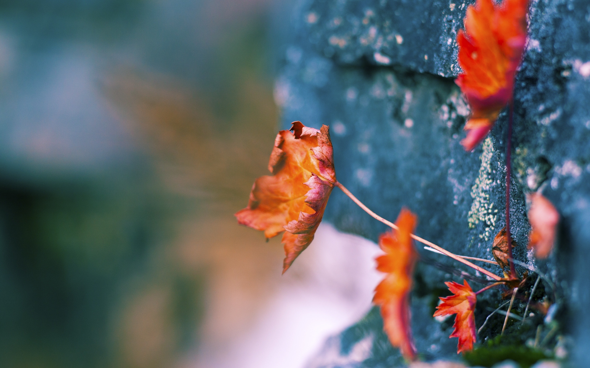 九游jiuyou-“阿根廷美洲狮队的‘防守领袖’：马丁·高尔西的崛起”