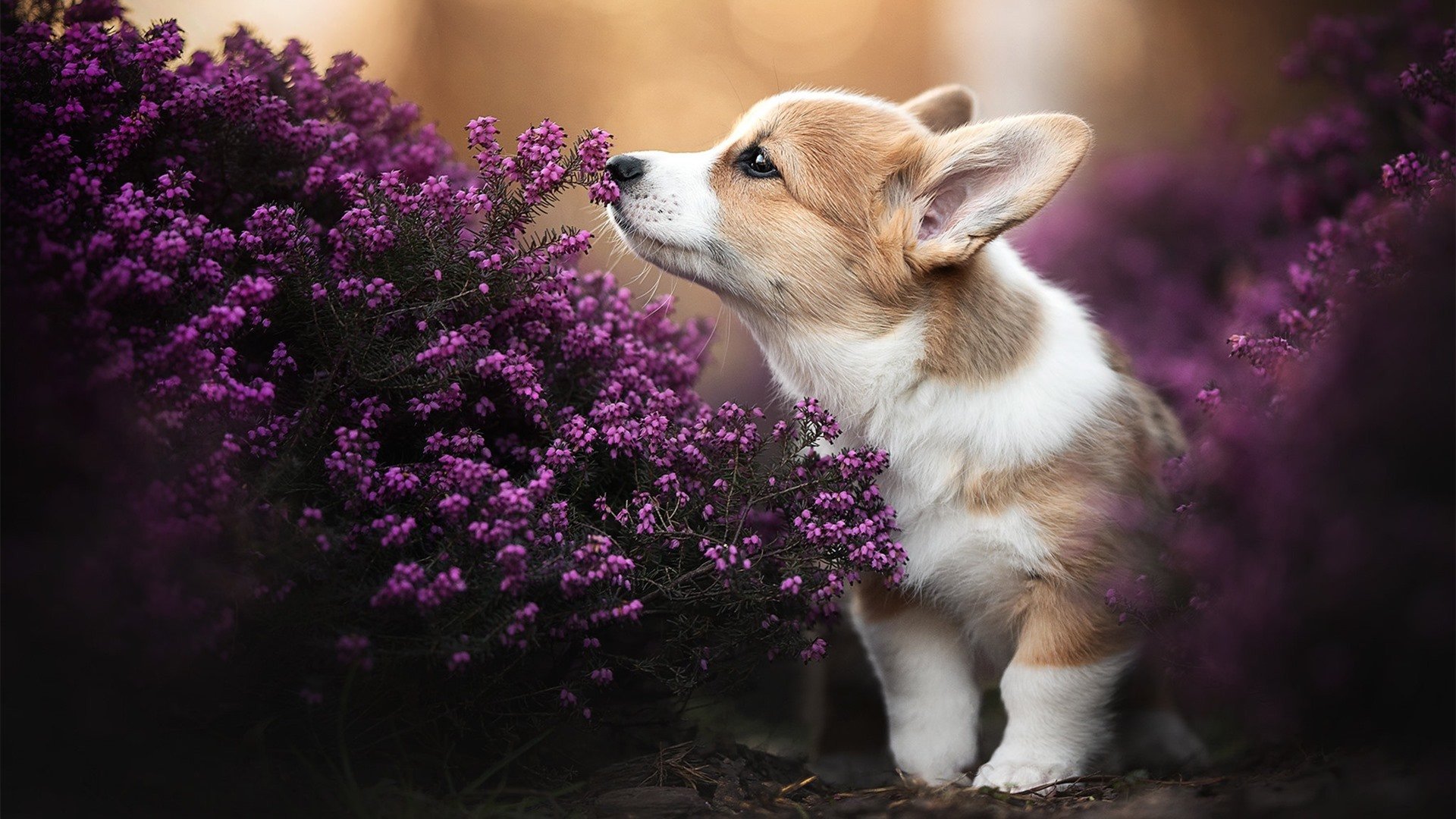 中国足球国家队新教练团队组建完成,中国足球国家队新教练团队组建完成时间