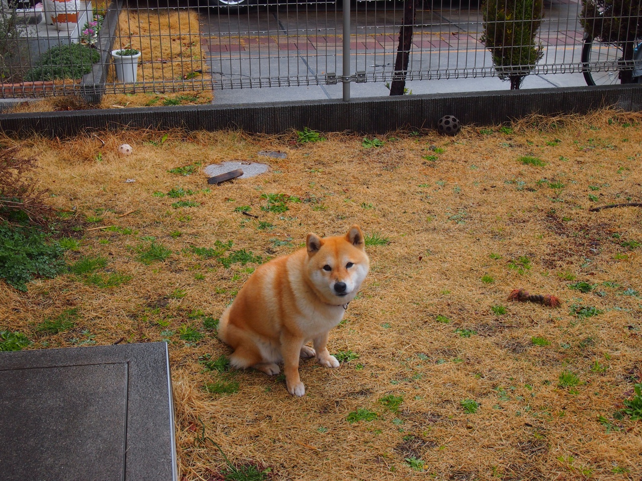 -南非羚羊队：进攻与防守并重，全员协同作战成为球队的亮点，南非羚羊图片