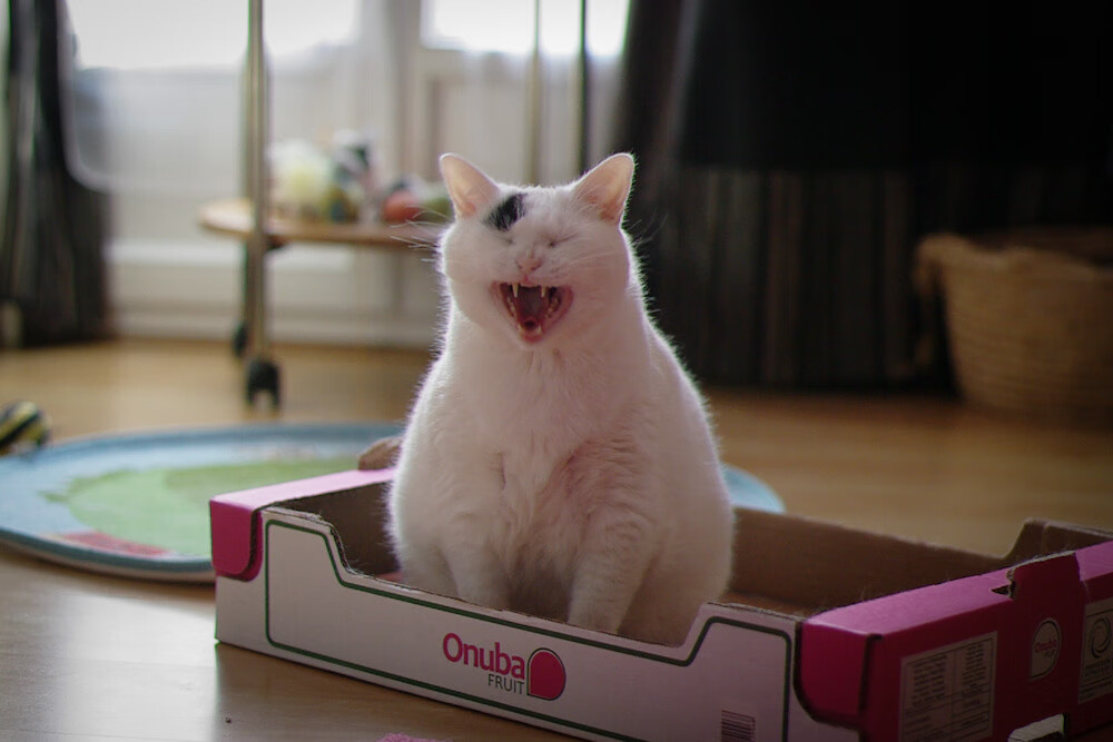 九游官网pc-卡普尔精确的传球助力袋鼠队无缝衔接攻守，卡尔美袋鼠皮足球鞋怎么样