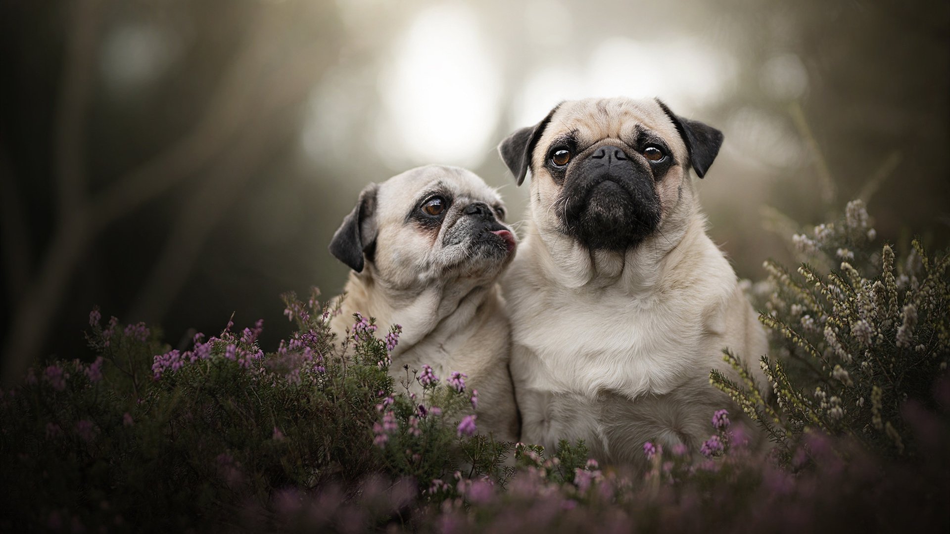 法甲绝美远射:瞬间技巧引爆全场,法甲射手榜梅西