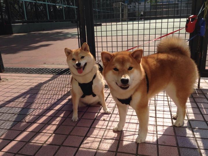 男子篮球国家队加入速度与敏捷性训练提升转化效率,男子篮球国家队排名